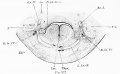 Fig 327 Section through embryo BR