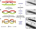 Model capacitation-induced acrosome docking to sperm membrane[14]
