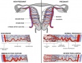 Uterine and placental vasculature