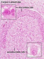 Corpus luteum lutein cells histology