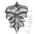 Fig 319 Pharyngeal pouches of the embryo Hah