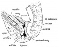 Fig. 94. A section to show the condition of the Vagina and Uterus at the 7th month of foetal life.
