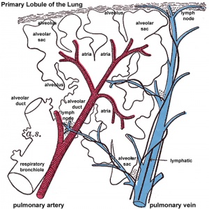 Lung primary lobule 01.jpg