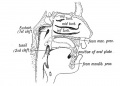 position of the Oral Plate
