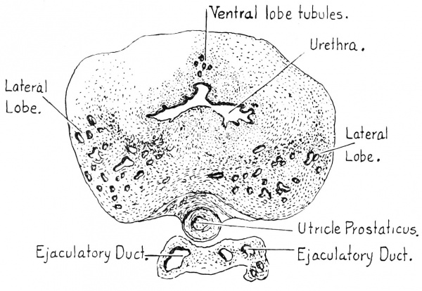 Human Fetus 19 cm prostate