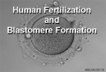 Human fertilization 1 icon.jpg