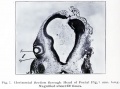 Fig. 7. Horizontal Section through Head of Foetal Pig, 7 mm long