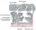 Secondary chorionic villi