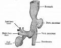 Fig. 274. From a reconstruction of the anlagen of the liver and pancreas and a part of the stomach and duodenum of a human embryo of 4 weeks