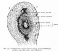 human uterus showing decidua (about 5 weeks)