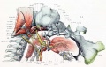 Fig. 14. Lateral view of base of cartilaginous skull with deeper muscles of occipital region and of the mouth and pharynx.