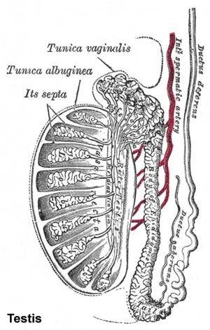 Historic drawing of the testis