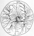 Fig. 48. Diagram to show course of vitelline circulation in chick of about four days.