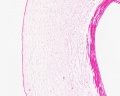 Placental vein
