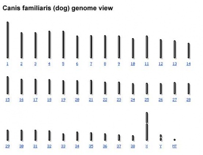 Dog genome.jpg
