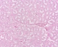 Adult human testis, H&E, overview x2