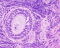 Primary follicle, primordial follicle, oocyte, x40