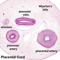 Placental cord cross-section