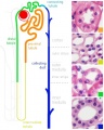 Adult nephron overview