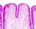 mucosa - secretory epithelial sheath - goblet cell
