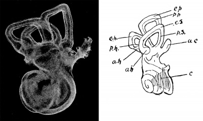 Fig. 3. Membranous Labyrinth of the Three-toed Sloth