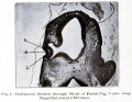 Fig. 4. Horizontal Section through Head of Foetal Pig, 3 mm long