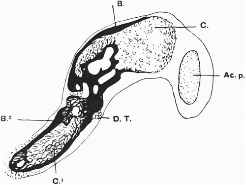 alt = Fig. 6. Horizontal section of left clavicle of 27 mm embryo.
