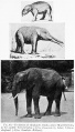 Fig. 63. Evolution of elephant's trunk