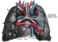 971 Adult lungs