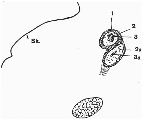 alt = Fig. 3. Sagittal section of leftclavicle of 17 mm. (Robinson) embryo.