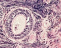 Ovary - primary follicle