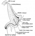 Fig. 99. A section of the male bladder and urethra at birth, showing the structures derived from the intra-abdominal part of the Allantois and from the Cloaca.