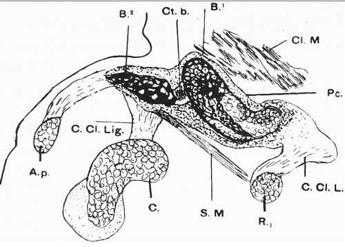 alt = Fig. 4. Semi-schematic drawing of semi-coronal section of right clavicle of an 18 mm embryo.