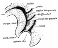 Fig. 101. A diagram to show the position at which the Prostatic Tubules arise.