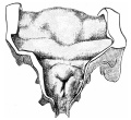 embryo 12 mm
