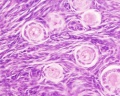 Ovary histology (monkey) showing the primordial follicles