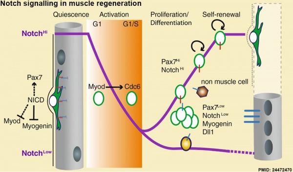 Notch signalling in muscle regeneration cartoon.jpg