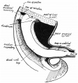 proximal limb of loop