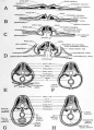 Fig. 54. Schematic diagrams of cross sections at various stages to show the establishment of the coelom and mesenteries.