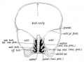 Fig. 7. Coronal section of the skull of a 7th month human foetus to show the cartilages of the Lateral and Mesial Nasal Processes and the bones formed round them.