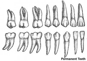 Permanent teeth