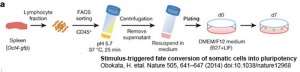 Stimulus-triggered acquisition of pluripotency 01.jpg