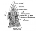 Fig. 47. Showing the parts of an incisor tooth.