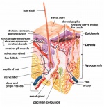 arrector pili muscle