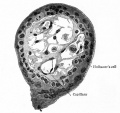 Fig. 497. Transverse section of chorion villus from human embryo of two months
